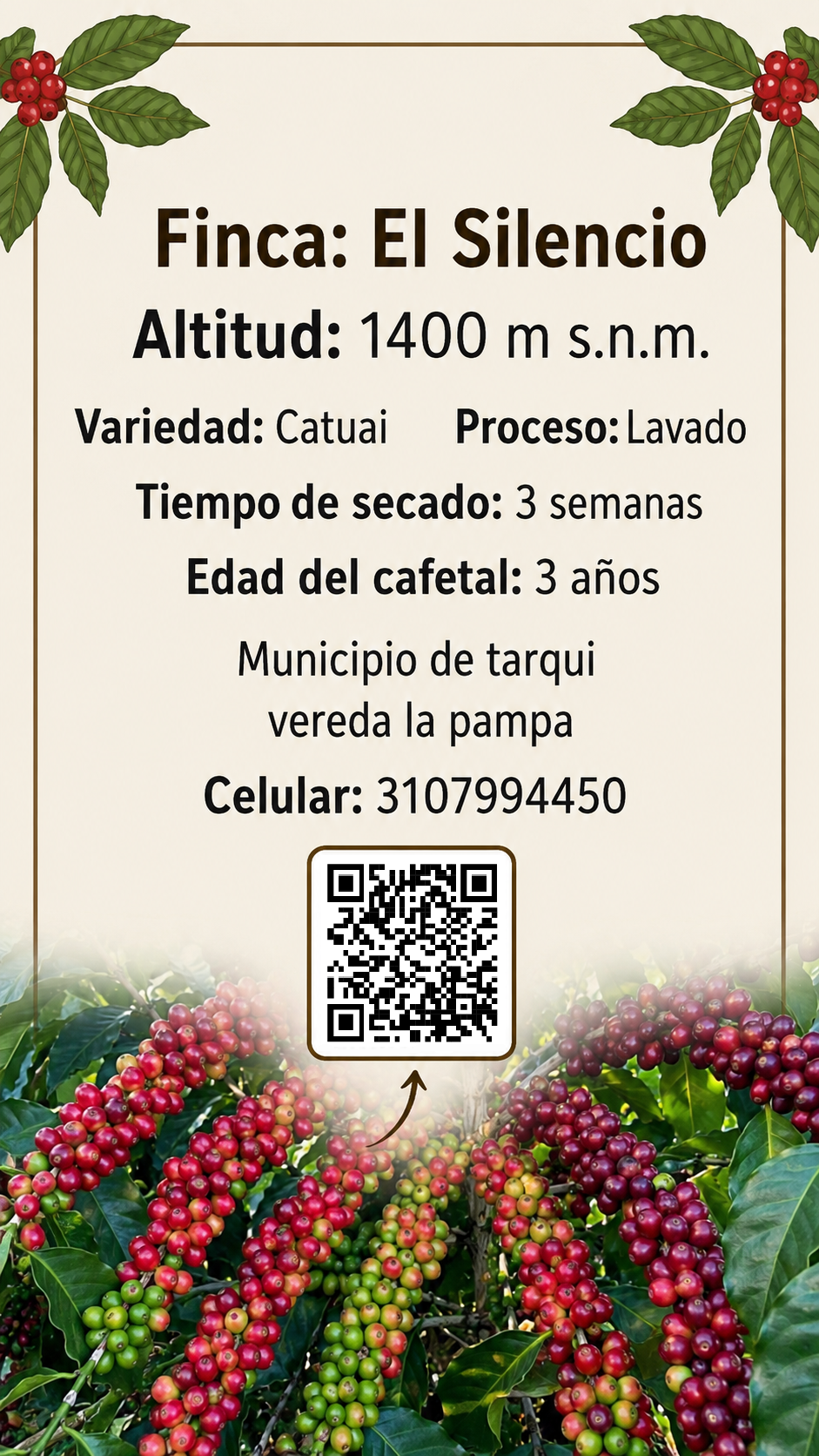Finca El Silencio – Catuai, proceso lavado, Tarqui